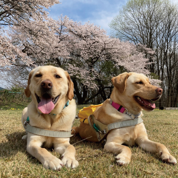盲導犬ふれあいイベント