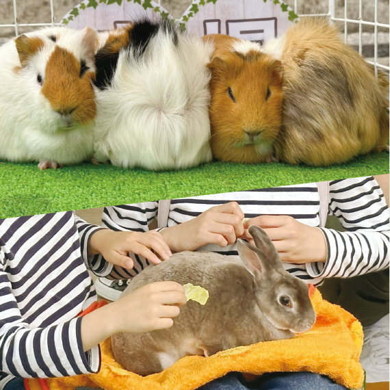 出張！ふれあい動物園