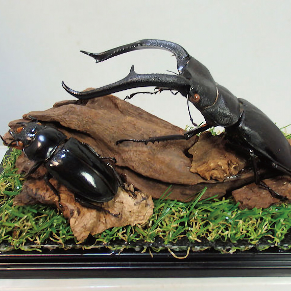 たんけん昆虫フェス